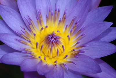 Close-up of purple flower