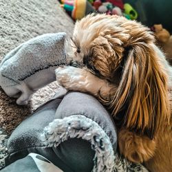 Close-up of dog relaxing outdoors