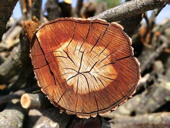 Close-up of tree stump