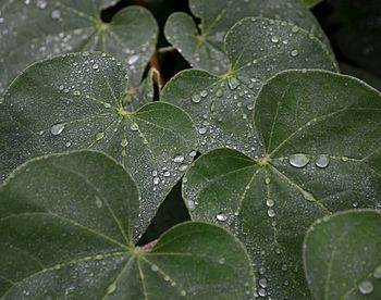 Close-up of wet leaves