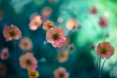 Close-up of pink flowering plants