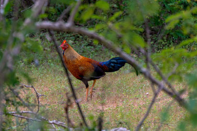 Close-up of rooster on tree