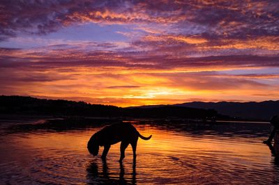 Silhouette horse on lake against orange sky