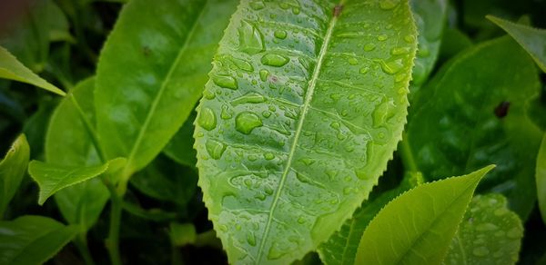 Close-up of green leaf