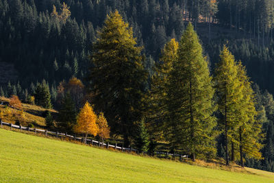 Pine trees in forest during autumn