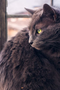 Close-up portrait of a cat