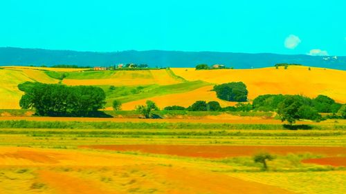 Scenic view of agricultural field against sky
