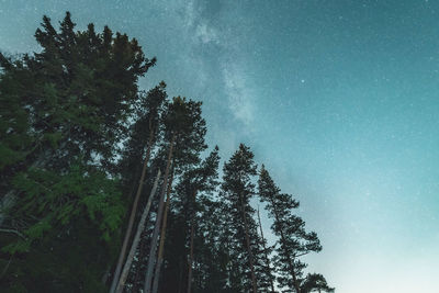 Low angle view of trees in forest against star field