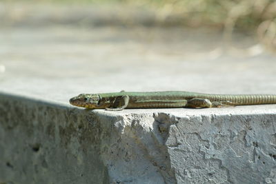 Close-up of lizard on wall