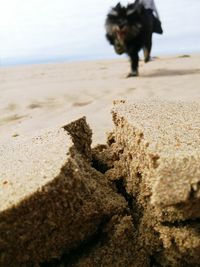 Close-up of dog on sand at beach