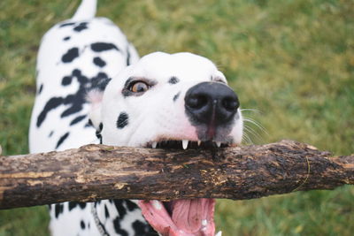 Dalmatian dog holding log