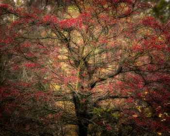 Low angle view of trees in forest during autumn