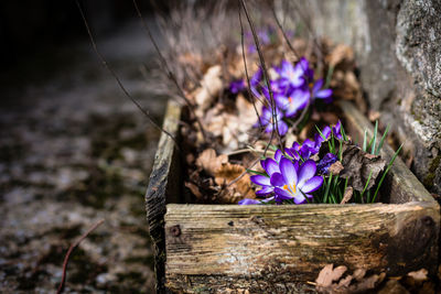 Close-up of purple crocus flowers