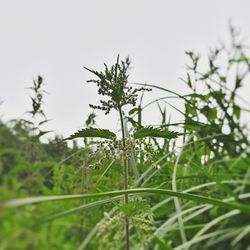 Close-up of fresh green plant against sky