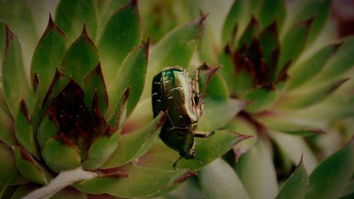 Close-up of insect on plant