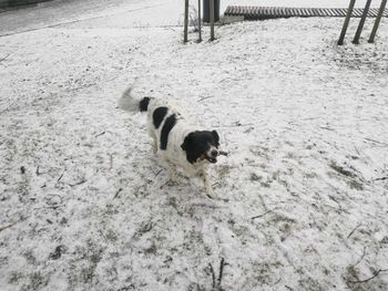 High angle view of dog