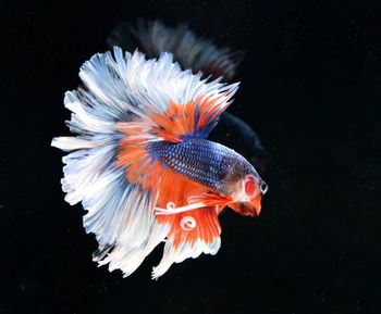 Close-up of fish swimming in sea