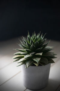 Close-up of potted plant on table