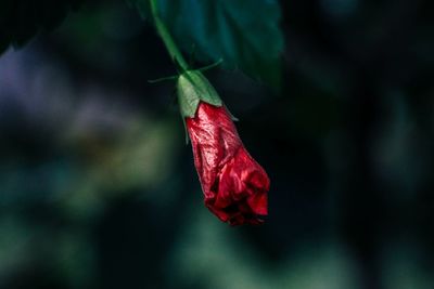 Close-up of red flower