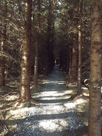 Road passing through forest