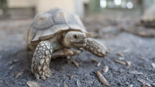 Close-up of a turtle