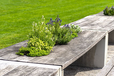 Benches and tables with flowers arranged in a row in the park, in the background a lawn.