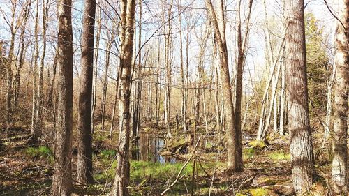 Trees in forest