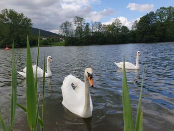 Swans swimming in lake