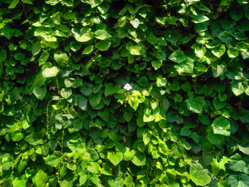 Full frame shot of green leaves