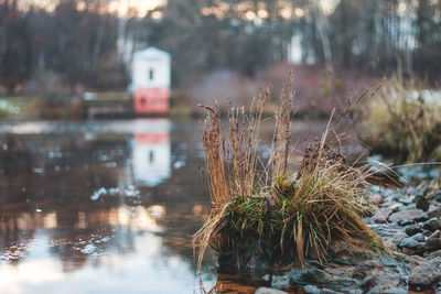 Close-up of plants against calm lake