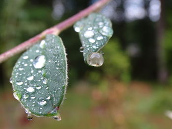 Close-up of water drops on leaf