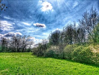 Trees on field against sky