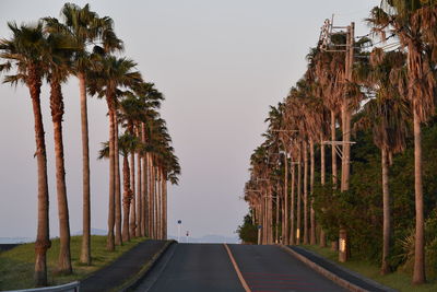 Road by palm trees against clear sky