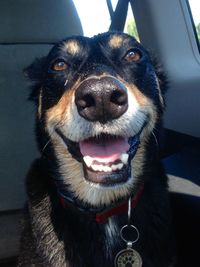 Close-up portrait of a dog