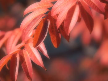 Close-up of red leaves on plant