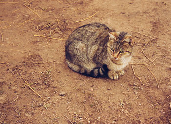High angle view of a cat on field