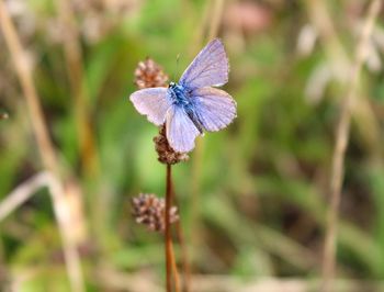 Close-up of butterfly on purple flower