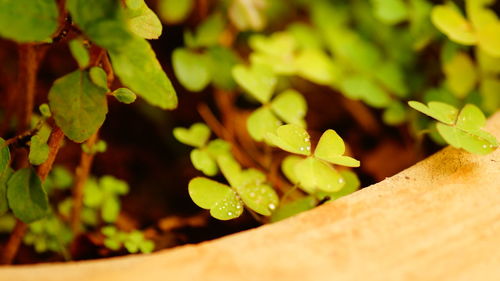 Close-up of plant