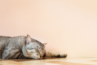 American shorthair cat sleeping on floor with orange wall in the room at  morning with copyspace.