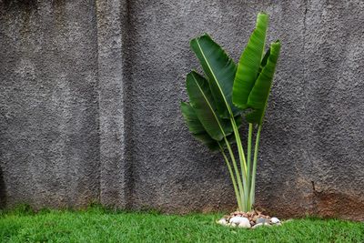 Close-up of plant against wall