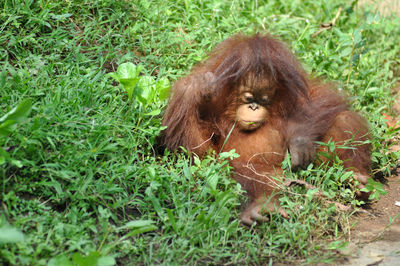 Monkey in a field