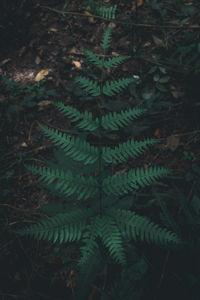 High angle view of fern in forest