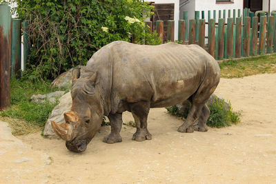 White rhino in a zoo