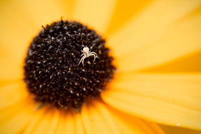 Extreme close-up of orange flower