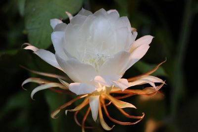 Close-up of white flower blooming outdoors