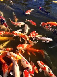 View of koi carps swimming in sea