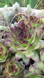 Close-up of succulent plant