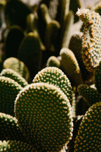 Full frame shot of cactus