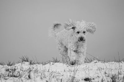 Dog running in the snow against a misty sky