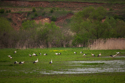 Flock of birds on grassy field